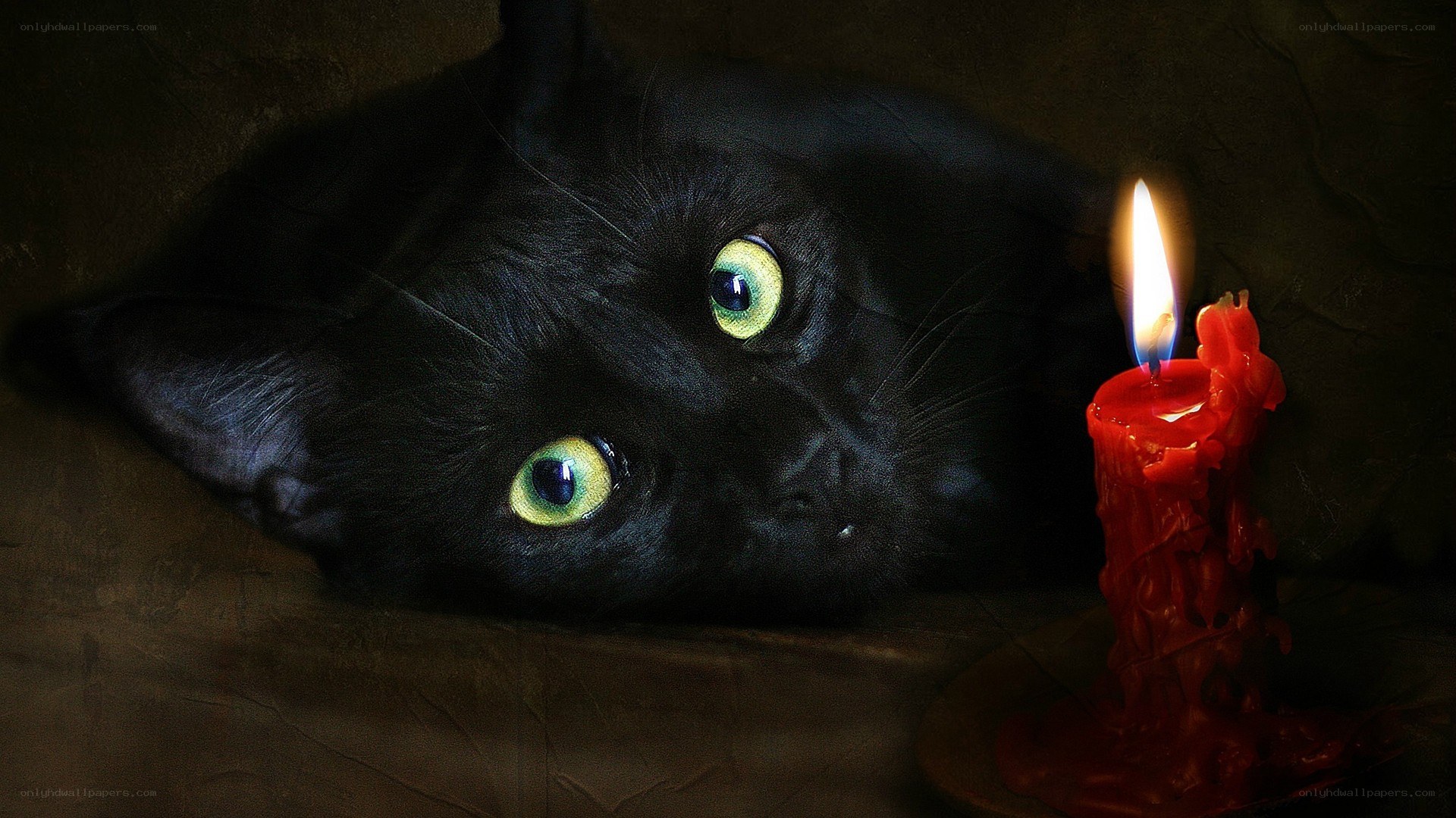 black cat with candlelight