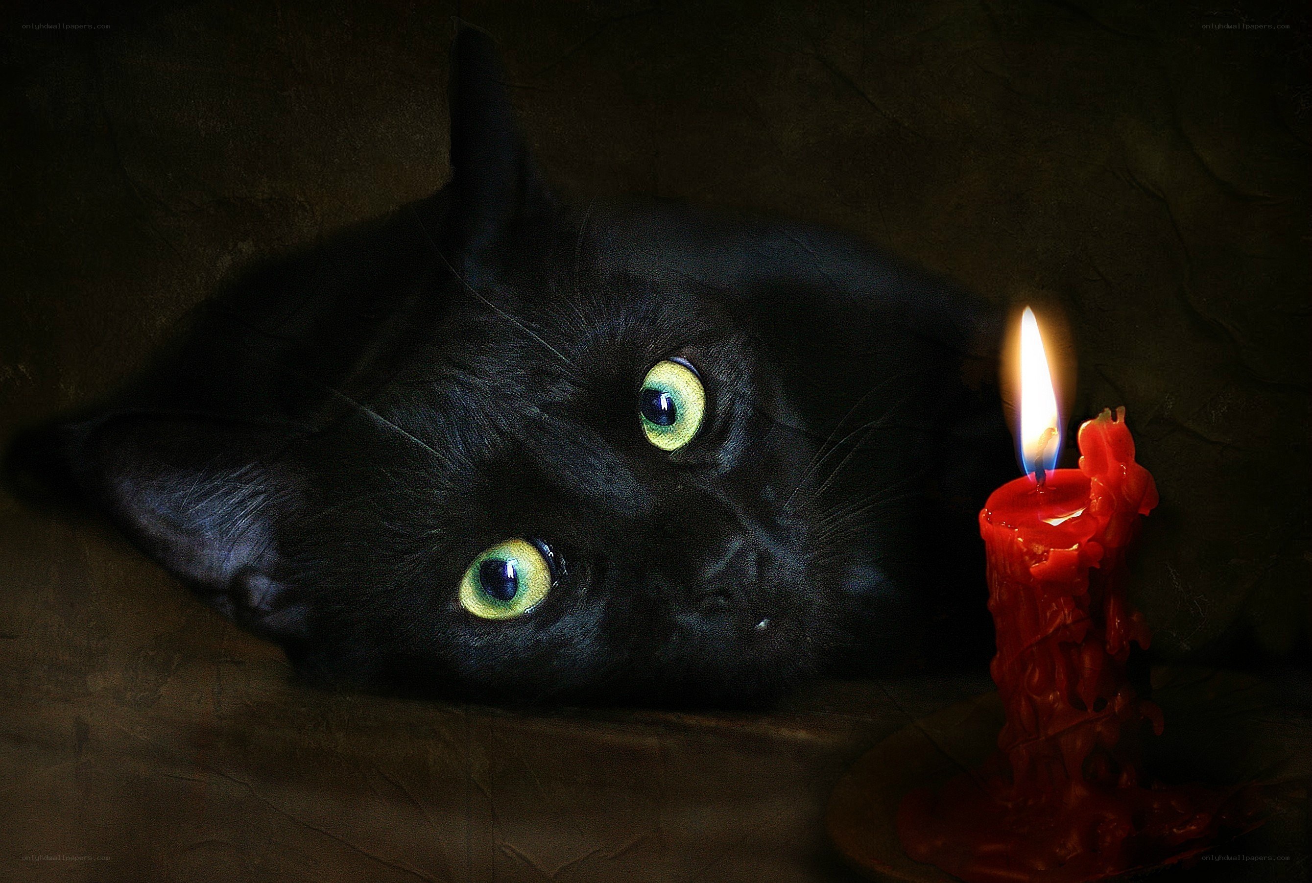 Black cat with candlelight
