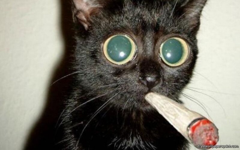 Black Cat with Cigarette