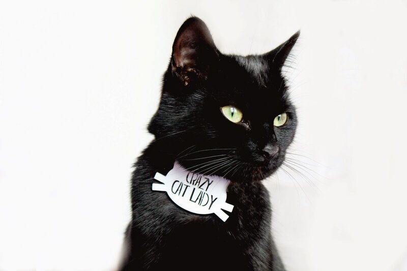 Black Cat with Collar