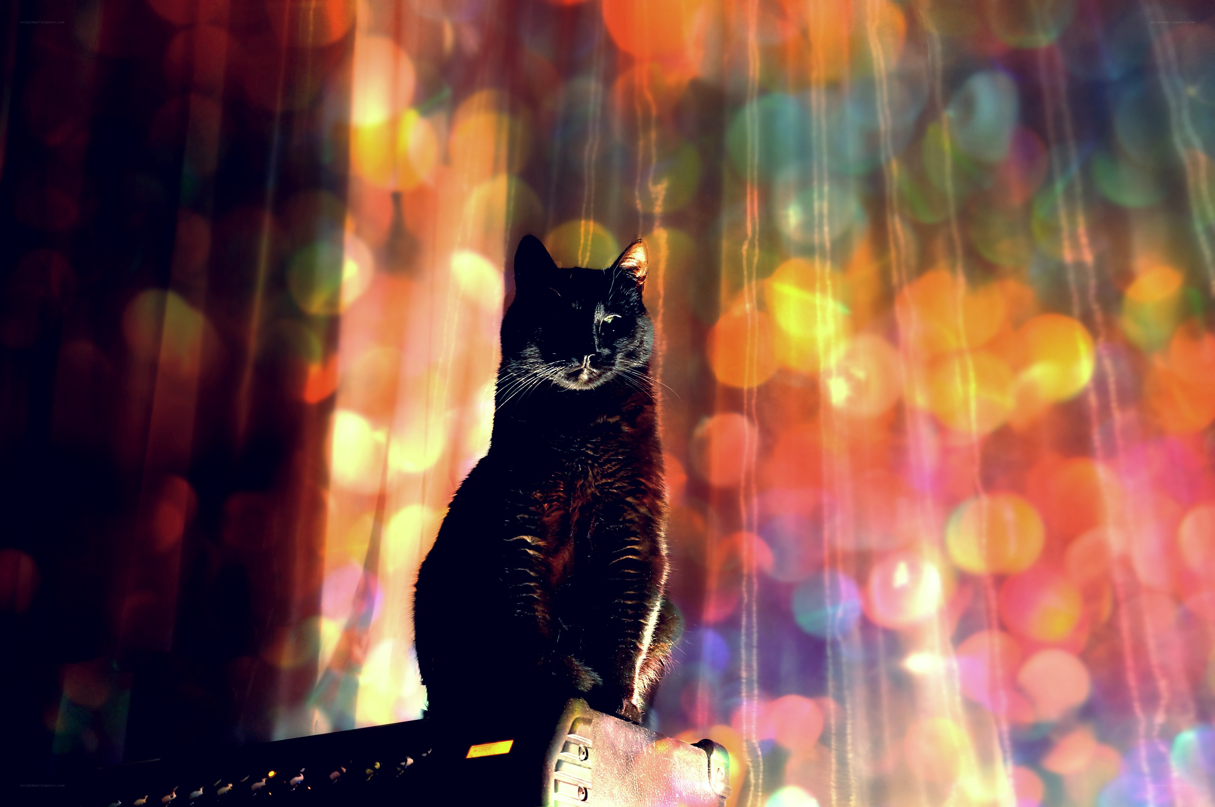 black cat with colorful lights
