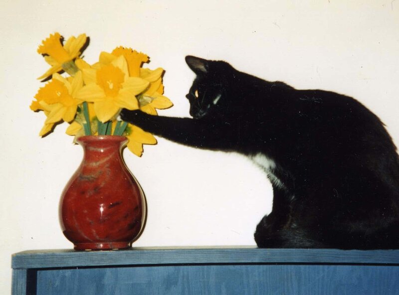 Black Cat with Daffodils
