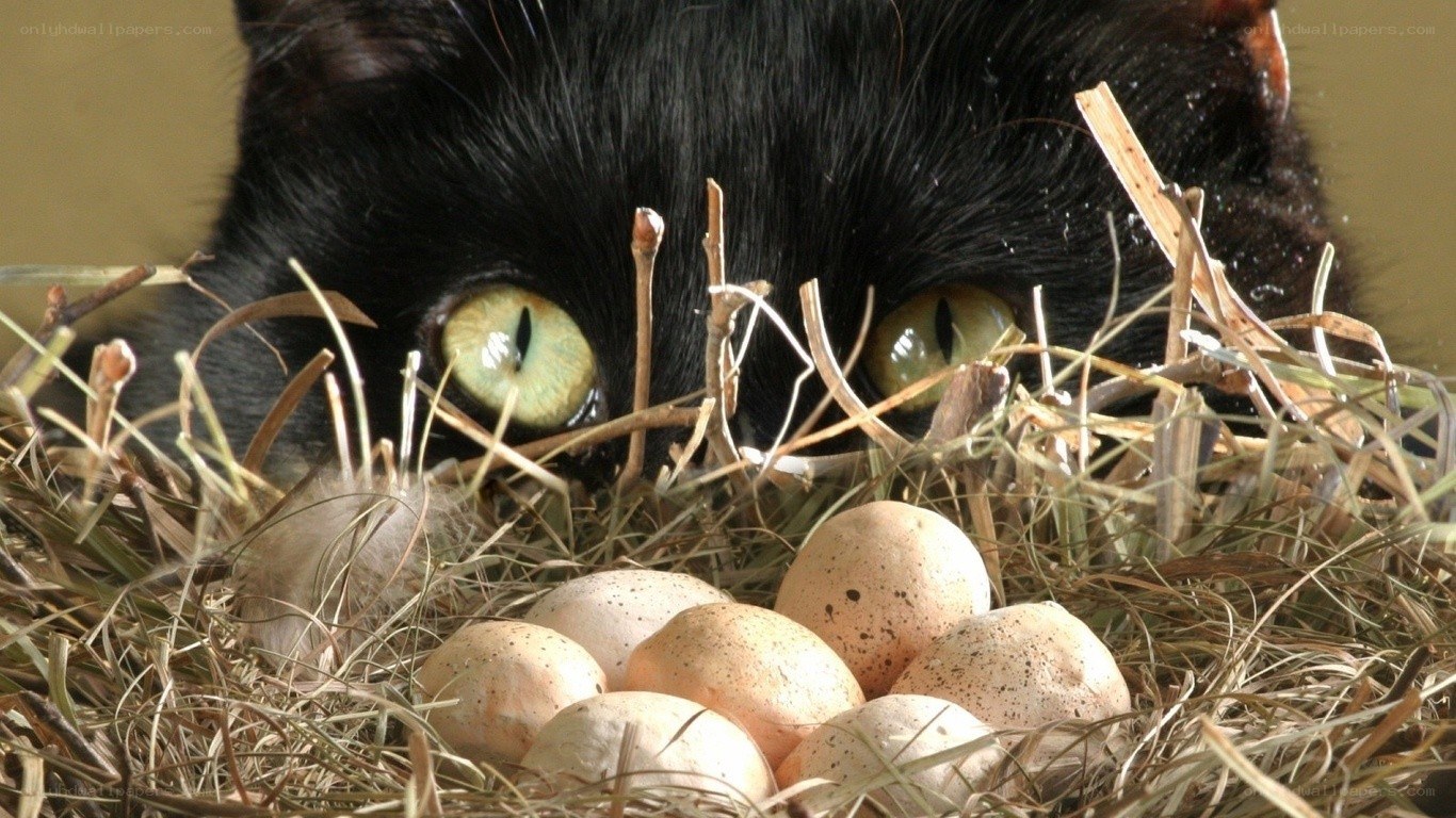 black cat with eggs in nest