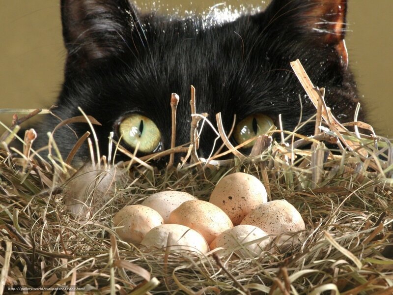 black cat with eggs in nest