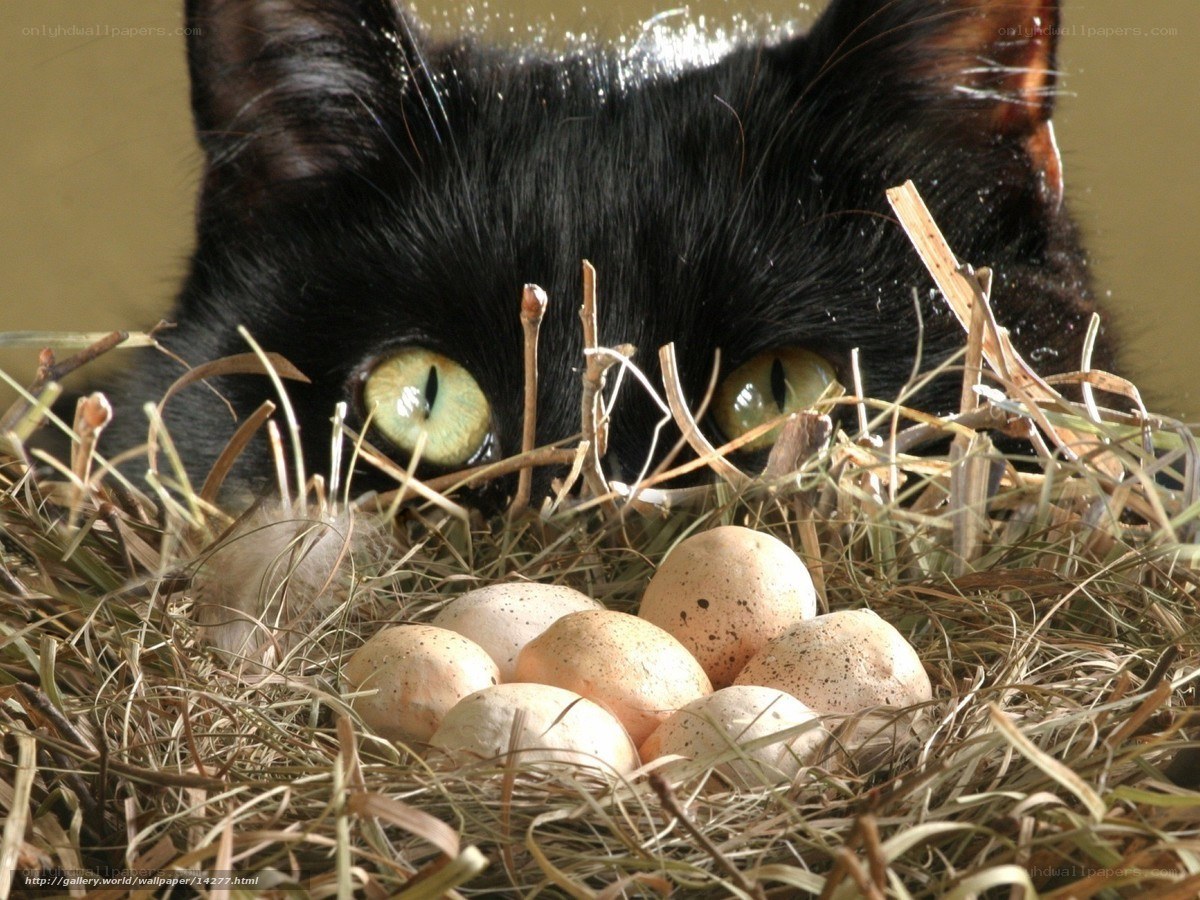 black cat with eggs in nest
