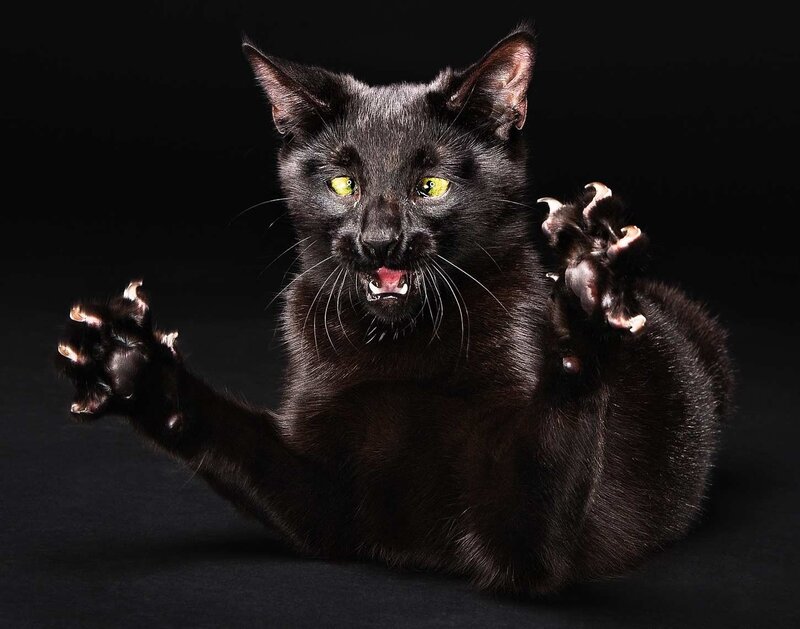 Black cat with extended claws