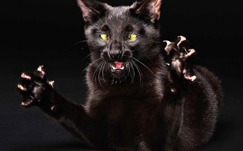 Black Cat with Extended Claws — Dramatic, Photograph