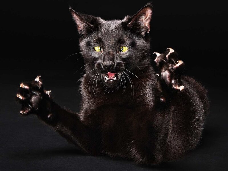 Black Cat with Extended Claws — Dramatic