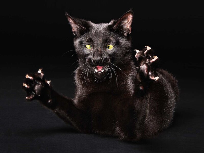 Black cat with extended claws