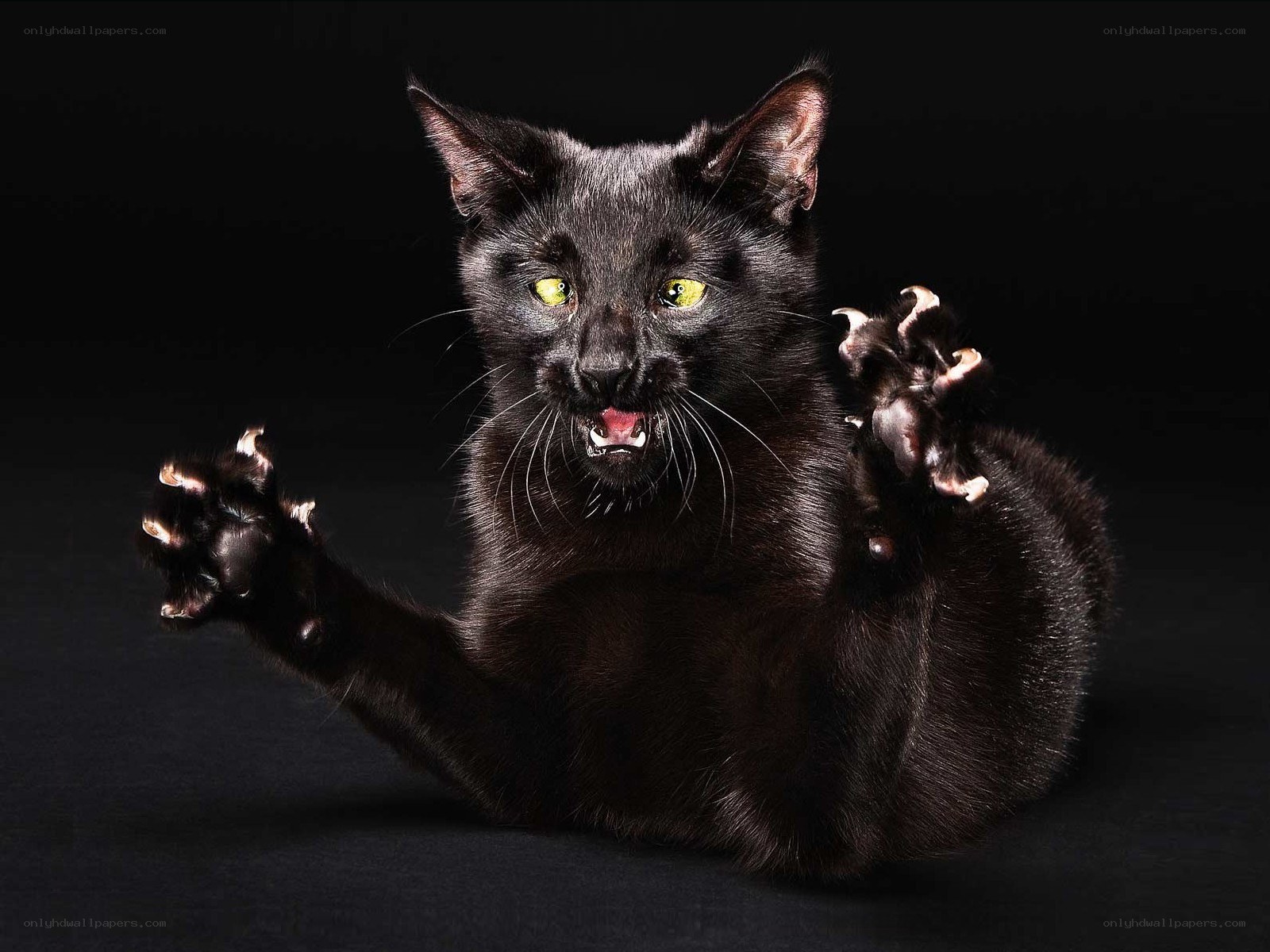Black cat with extended claws