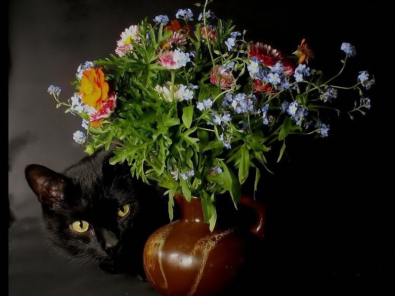 Black cat with flower bouquet