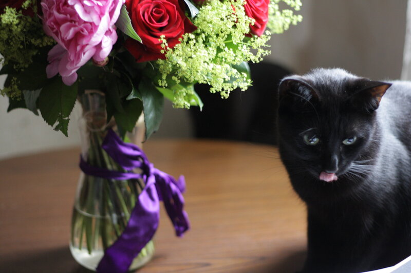 Black Cat with Flowers — Calm, Afternoon