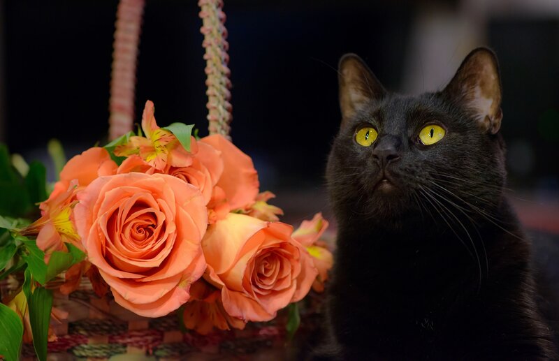 Black Cat with Flowers — Calm, Night