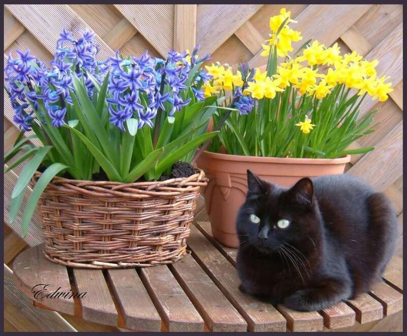Black Cat with Flowers