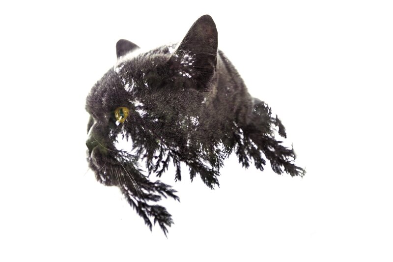 Black Cat with Foliage