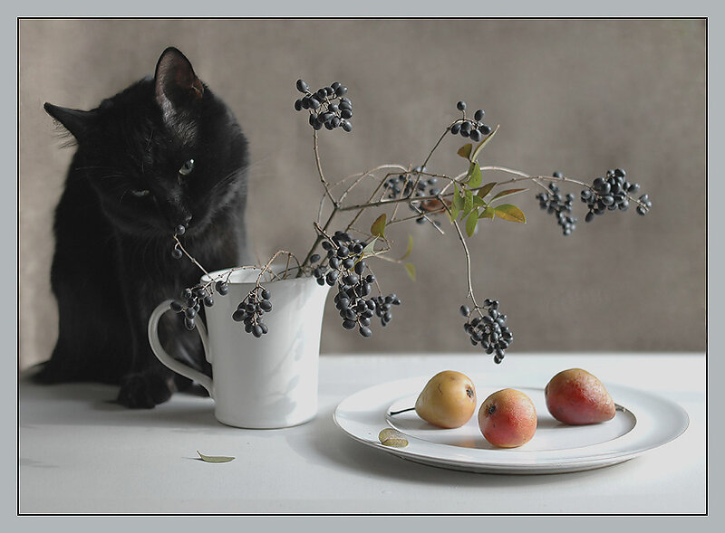 Black Cat with Fruit