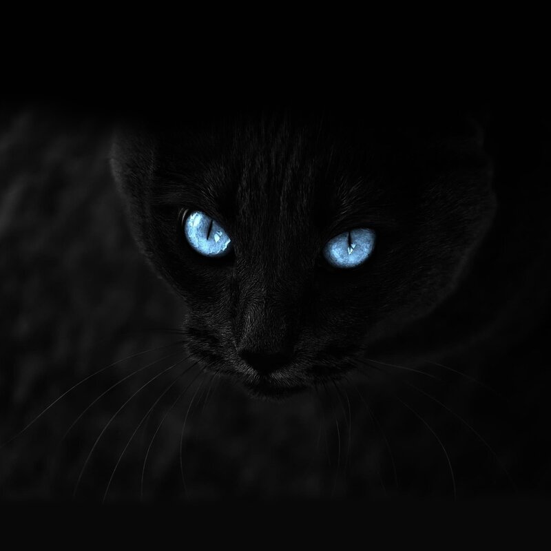 black cat with glowing blue eyes