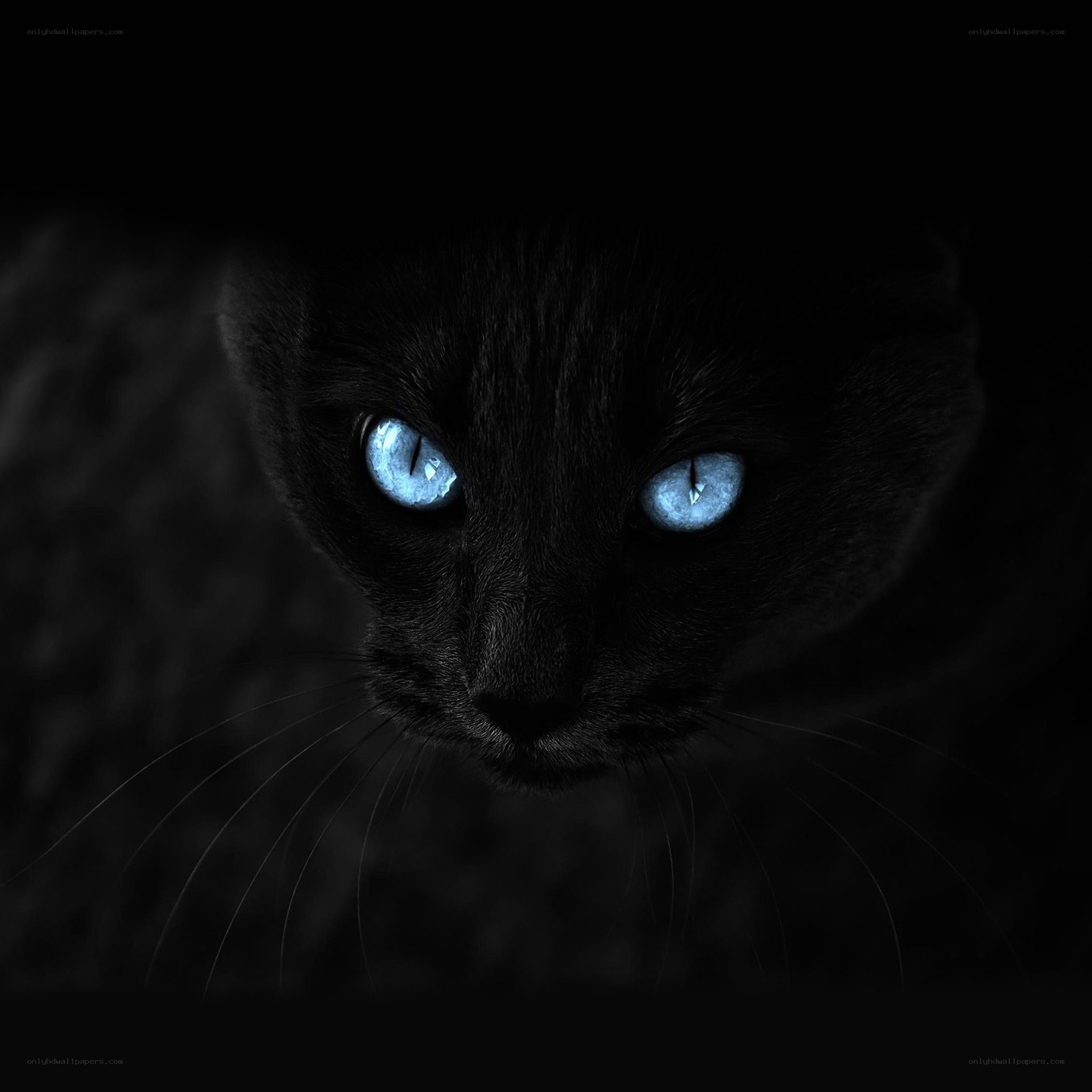 black cat with glowing blue eyes