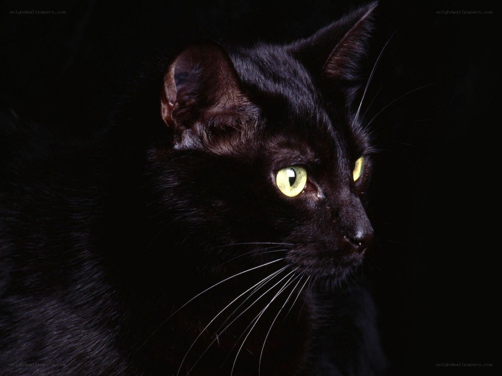 black cat with glowing eyes