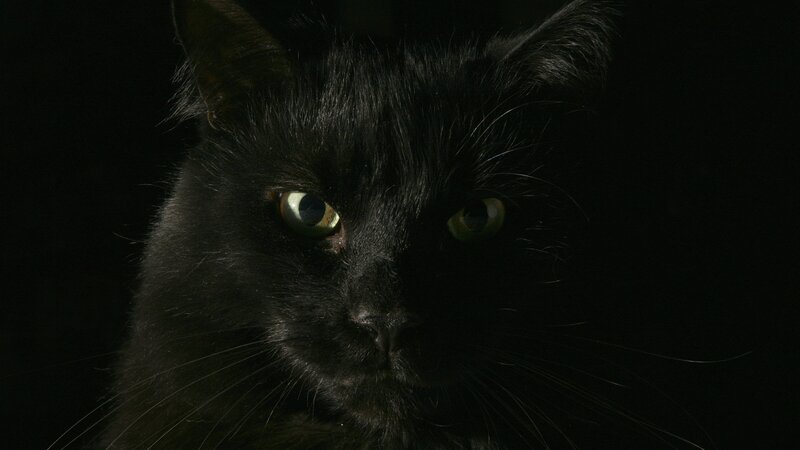 black cat with glowing eyes
