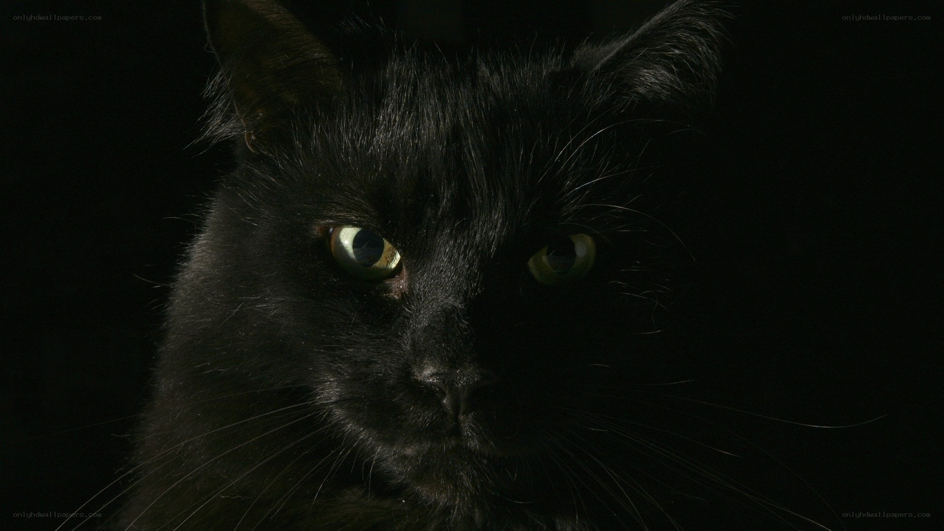 black cat with glowing eyes