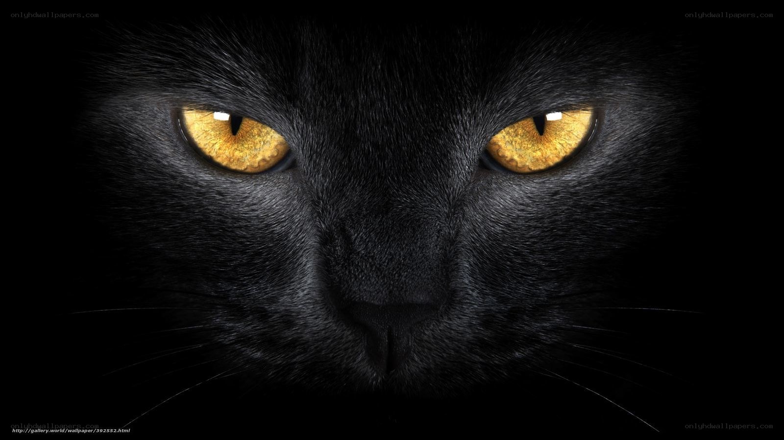 black cat with glowing eyes
