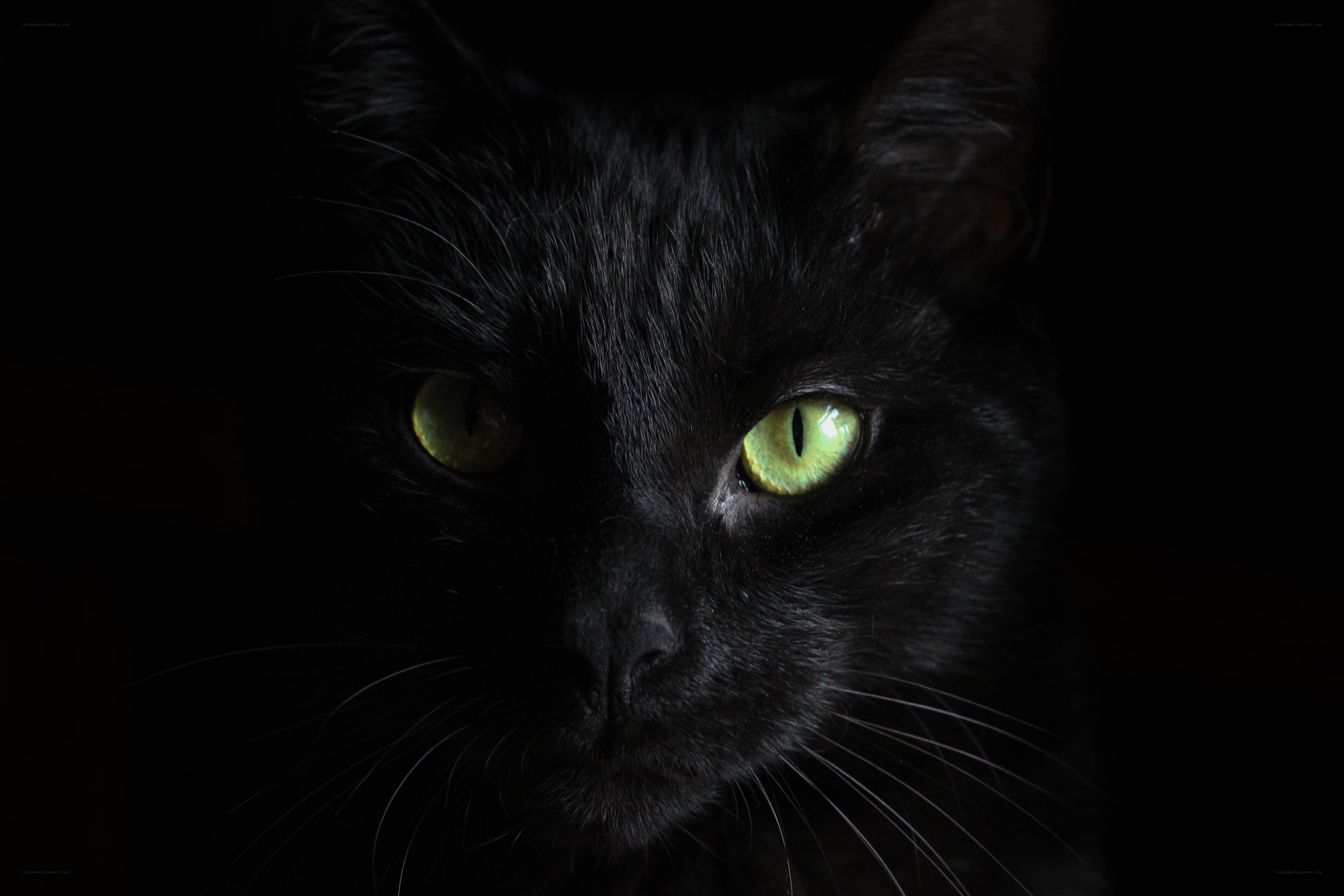 black cat with glowing eyes