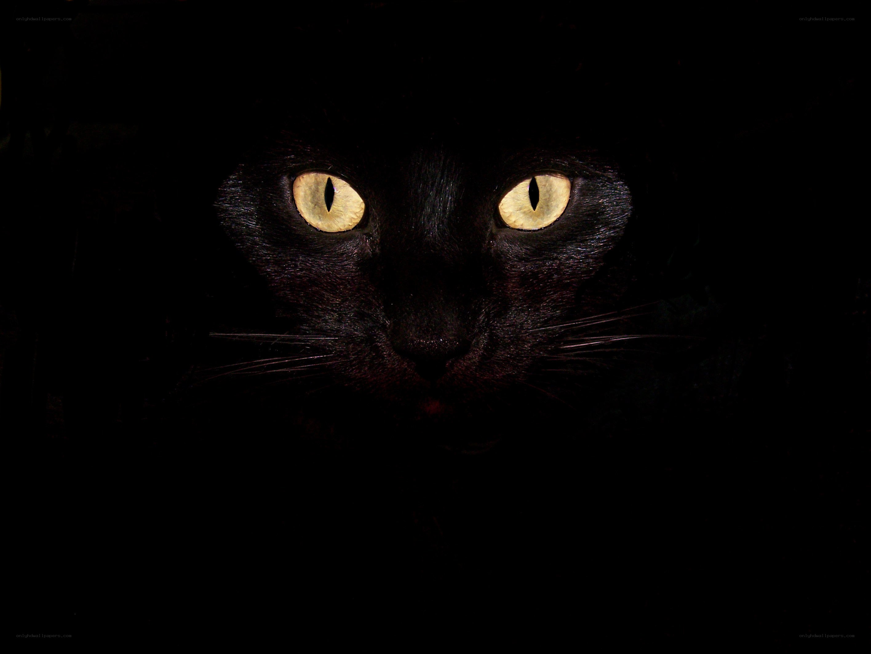 black cat with glowing eyes