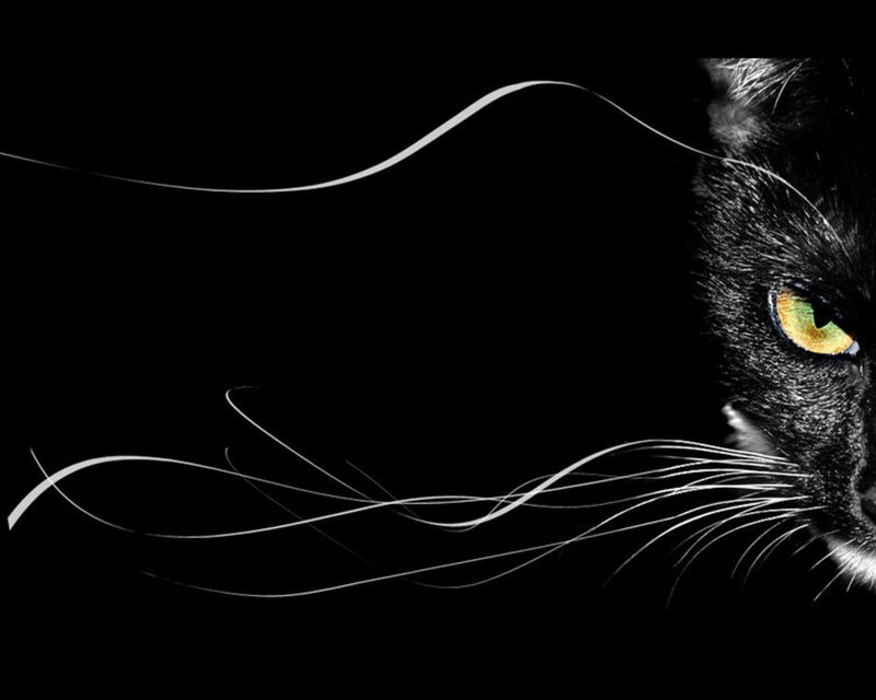 black cat with glowing eyes