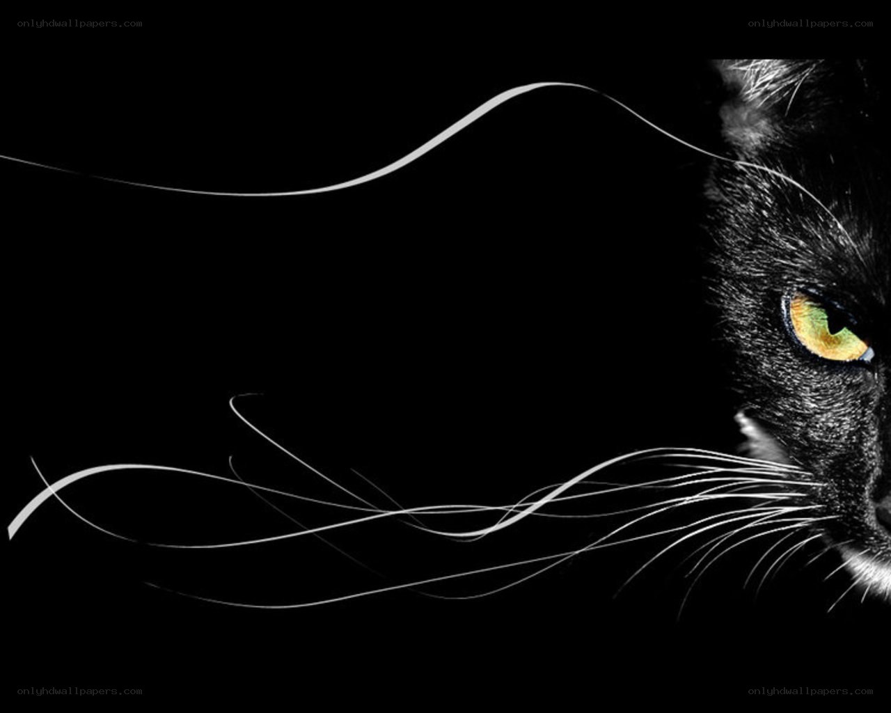 black cat with glowing eyes