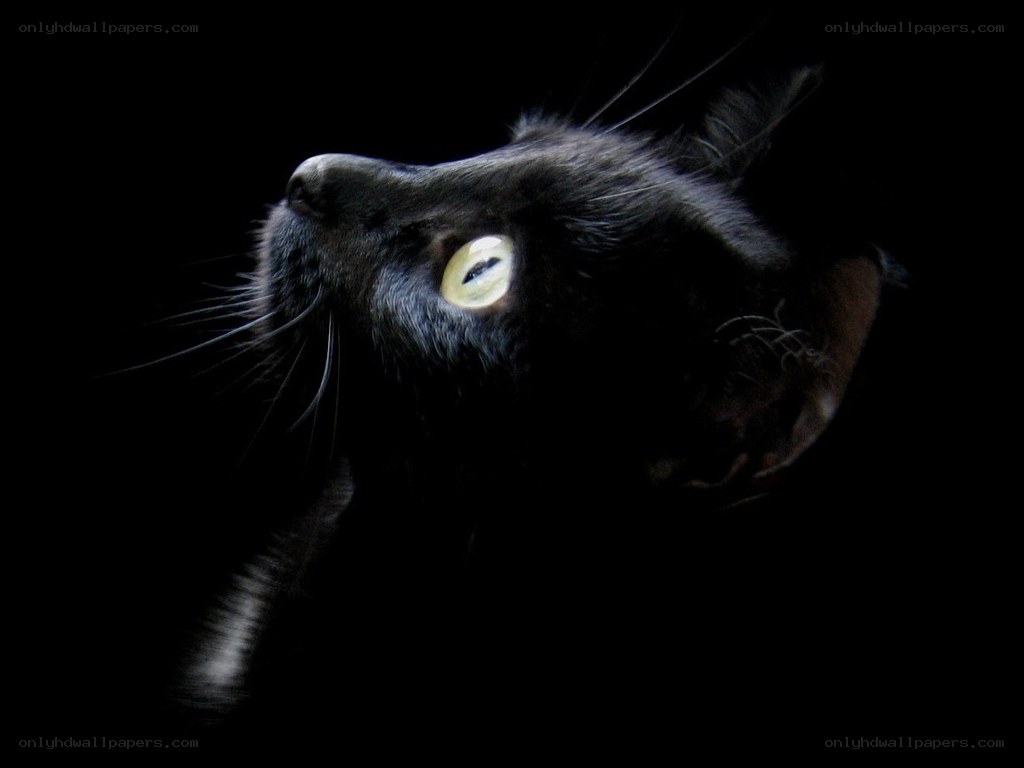 black cat with glowing eyes