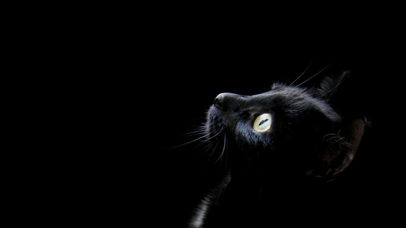black cat with glowing eyes