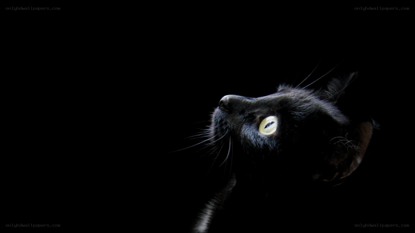 black cat with glowing eyes