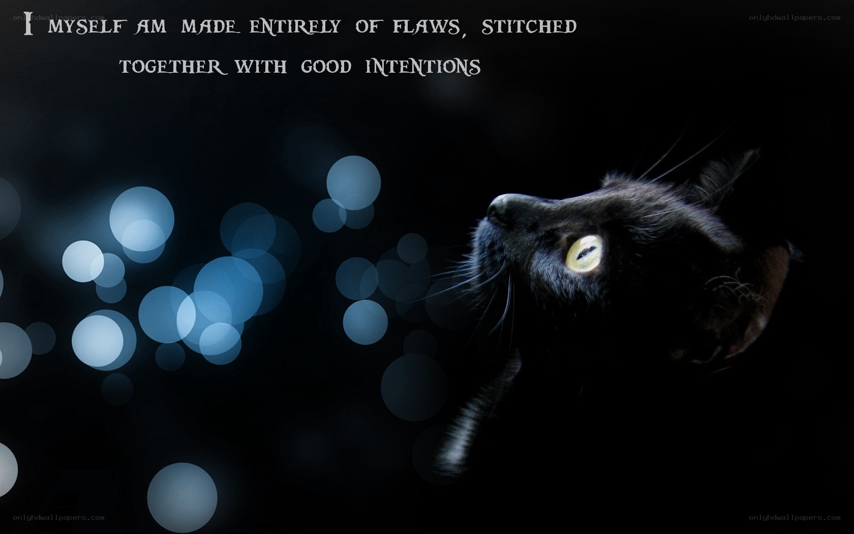 black cat with glowing eyes