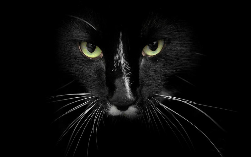 black cat with glowing eyes