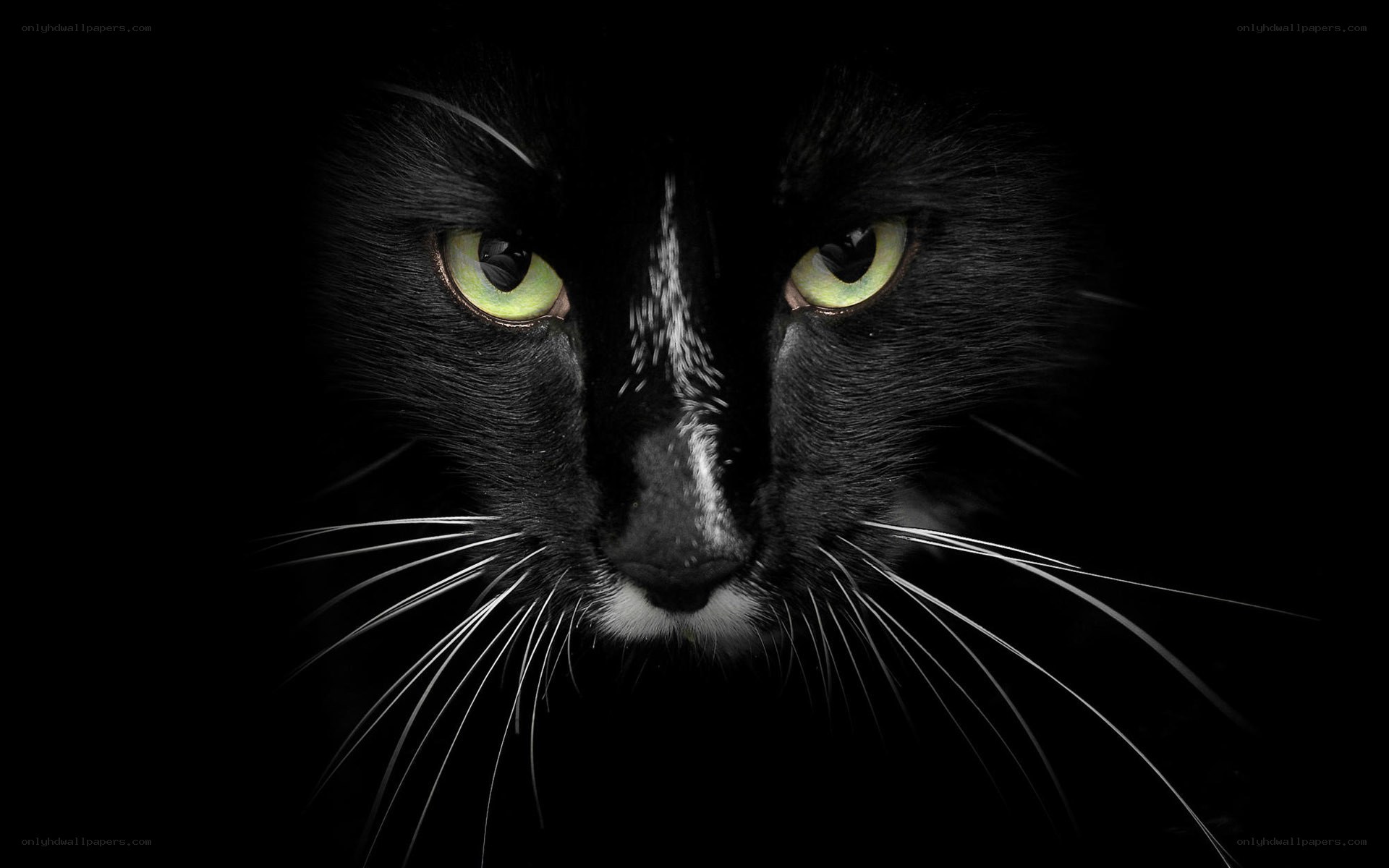 black cat with glowing eyes