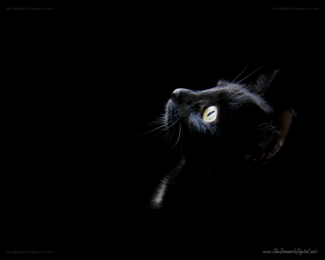 black cat with glowing eyes