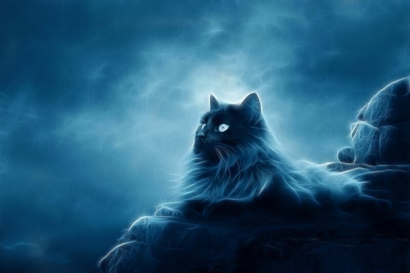 black cat with glowing eyes