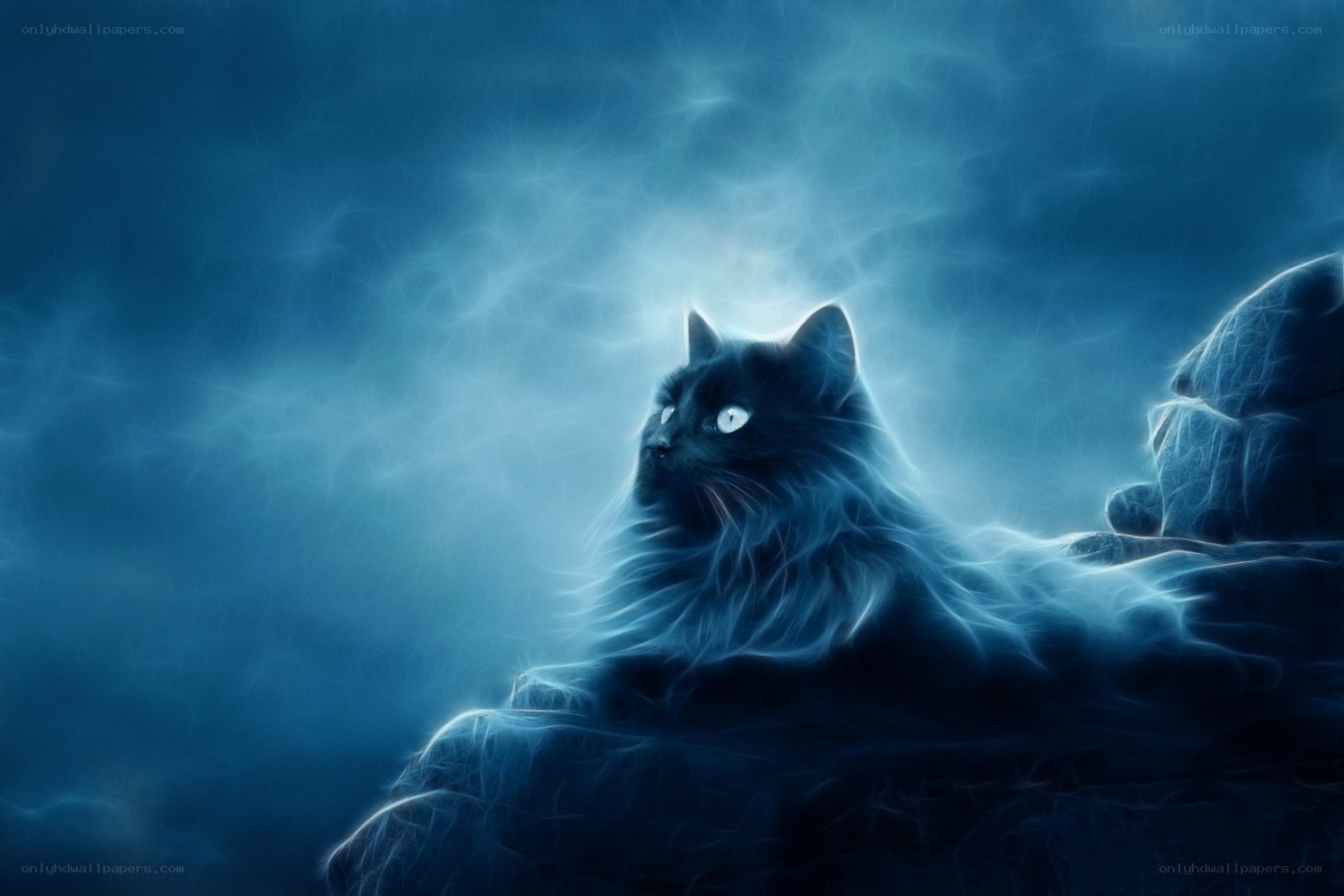 black cat with glowing eyes