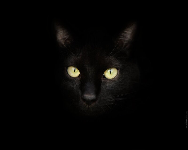 black cat with glowing eyes
