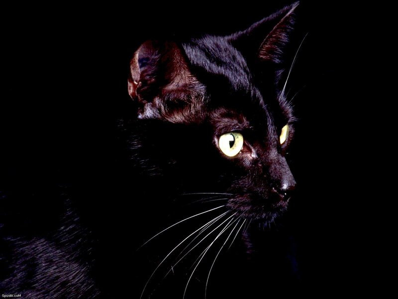 black cat with glowing eyes