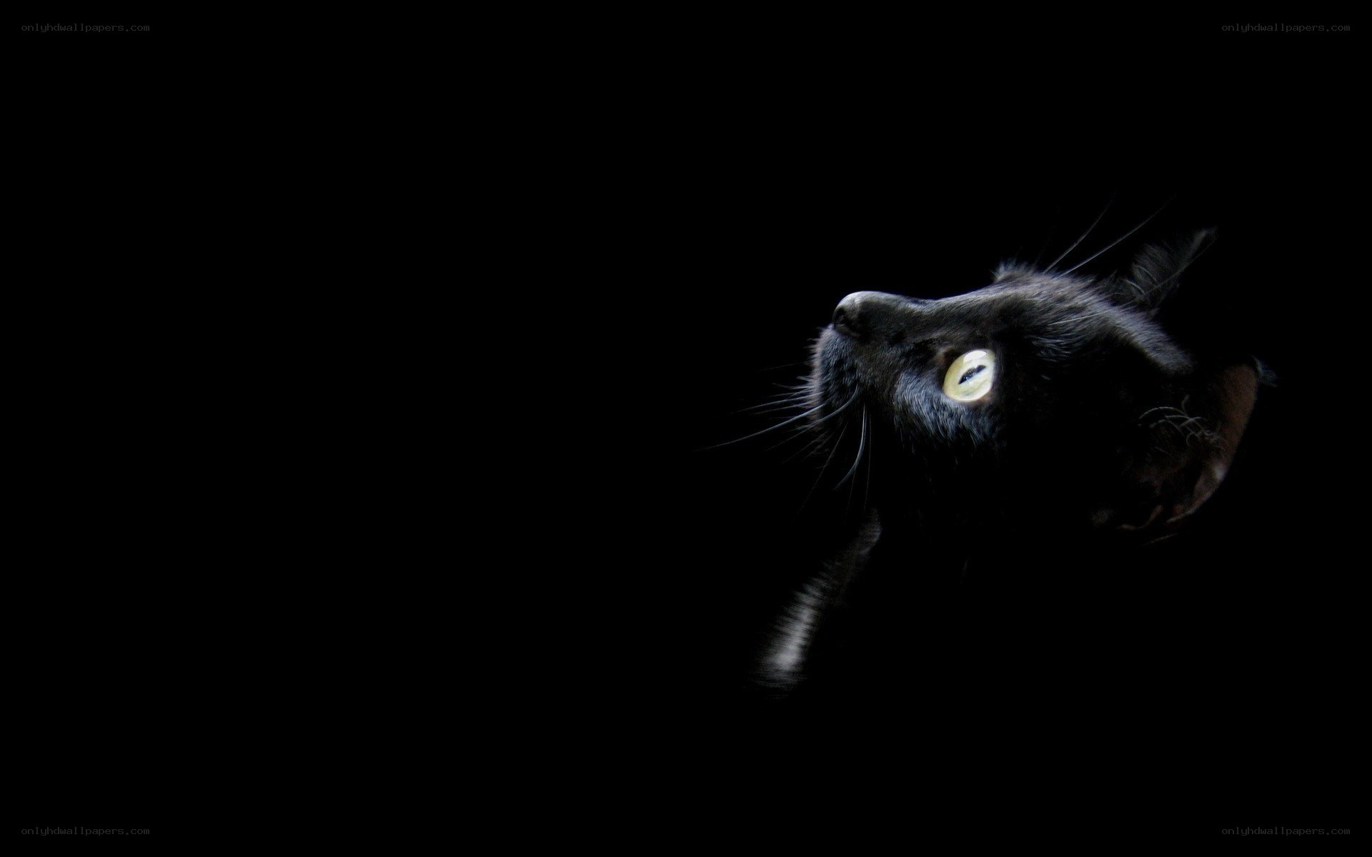 black cat with glowing eyes