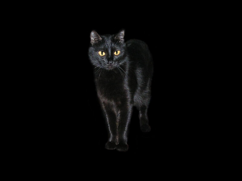 black cat with glowing eyes