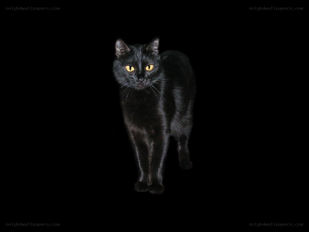 black cat with glowing eyes