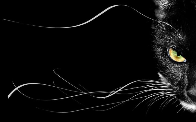 black cat with glowing eyes