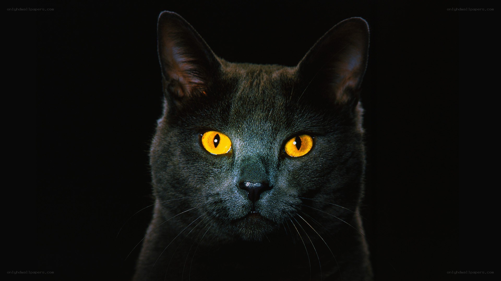 black cat with glowing eyes