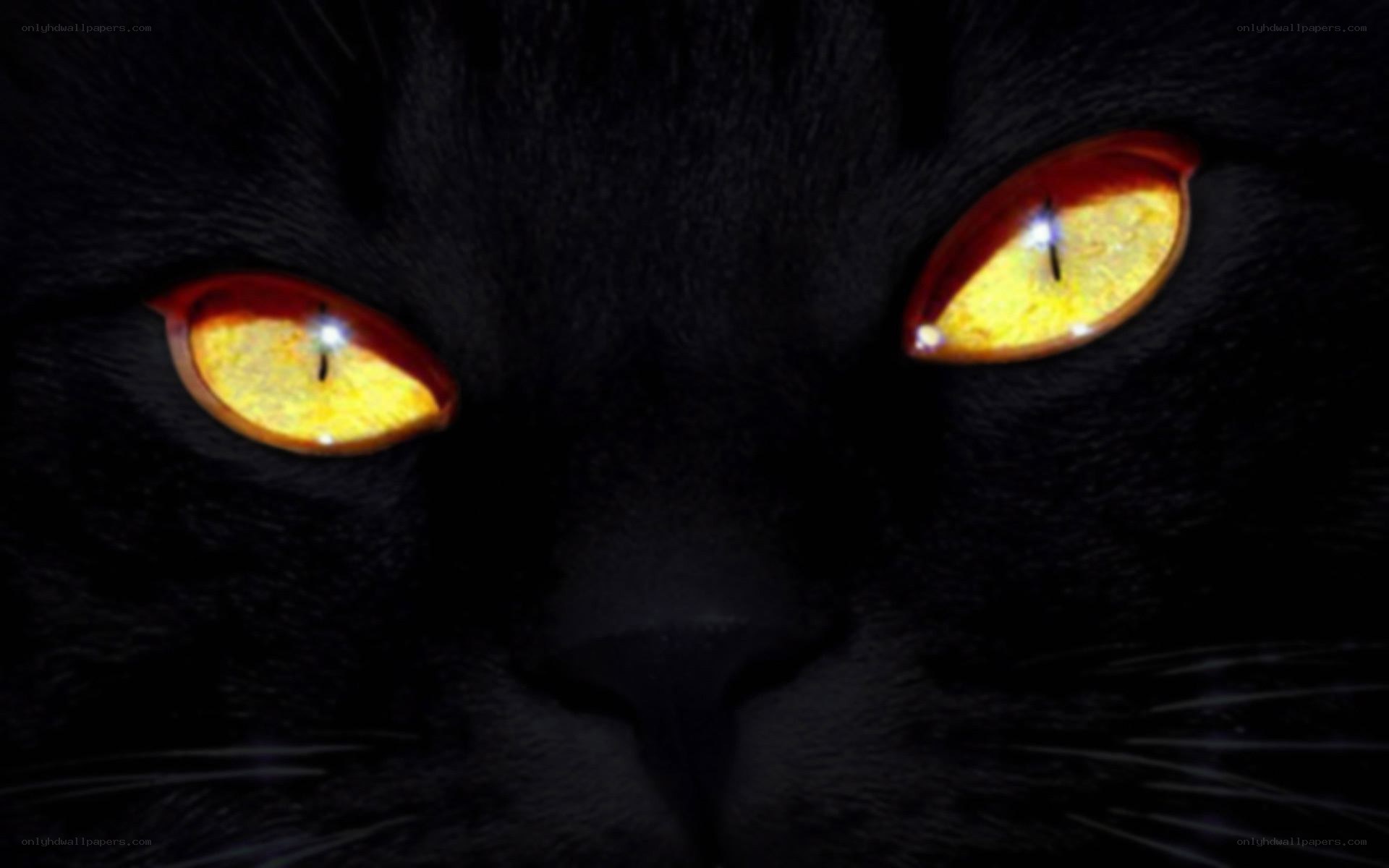 black cat with glowing eyes