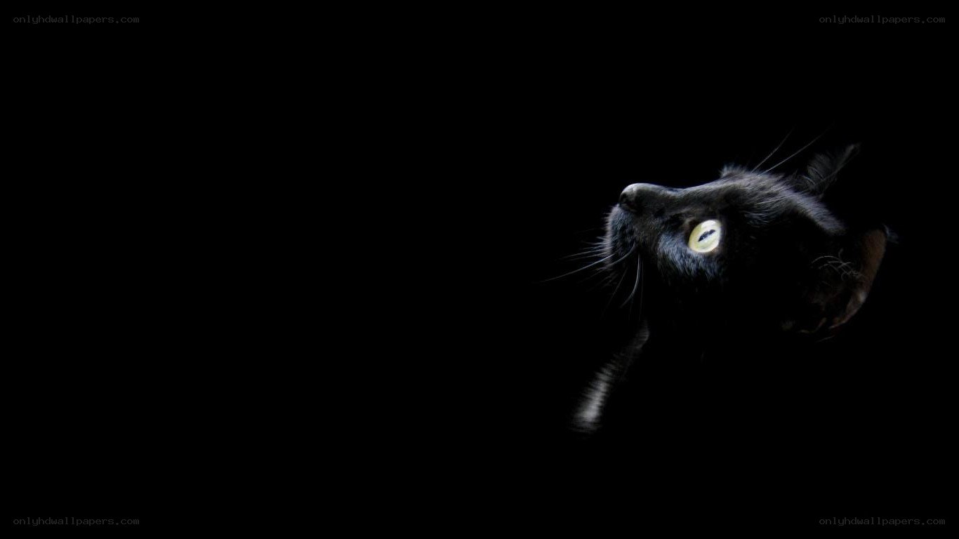 black cat with glowing eyes