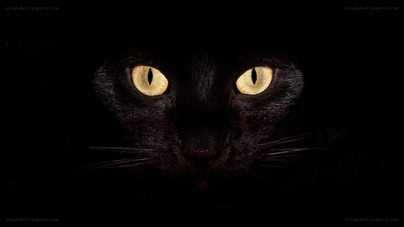 black cat with glowing eyes