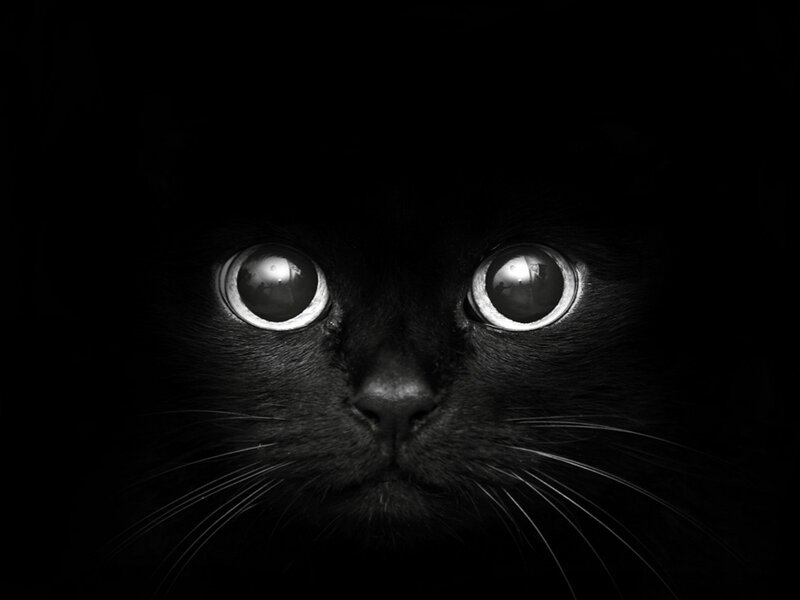 black cat with glowing eyes